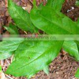 Rauwolfia Serpentine thumbnail-4