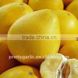 Grapefruit Honey Pomelo thumbnail-1