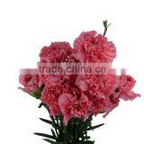 New Deep Pink Carnation Flower Decorating thumbnail-1