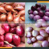 l Onion Cutting Machine