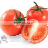 High Disease Resistance Wholesale Tomato Seed