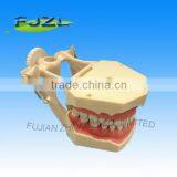 Dental Typodonts Teeth Articulators Model With Jaw Removable Screw thumbnail-1