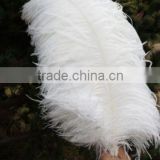 WHITE ostrich feathers