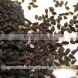 Hybrid Onion Seeds thumbnail-6