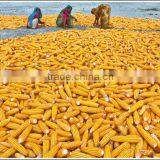 CORN YELLOW thumbnail-2