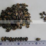 Chinese Foodstuff / Sell Well the New Crop Black Watermelon Seed A Grade