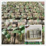 Rockwool Cubes for Germination /plant Propagation thumbnail-3