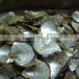 Raw Japanese Agoya Pinctada Shell