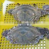 Whole Frozen Blue Swimming Crab thumbnail-2