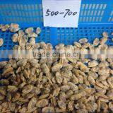 Tasty and Delicious High Quality Frozen Cooked Short Necked Clam Meat Without Shell thumbnail-4