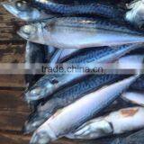 Sea Frozen Pacific Mackerel thumbnail-1