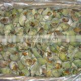 Jade Whelk thumbnail-3