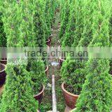 Juniperus Chinensis Big Nursery thumbnail-1