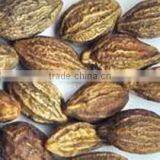 Terminalia Chebula thumbnail-2