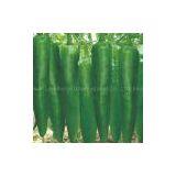 Pepper Seeds 5152 thumbnail-1