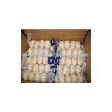 Fresh Chinese Garlic(5cm) thumbnail-2