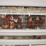 Батарейный слойный клеточный дом для кур & клеточные домики для птицы