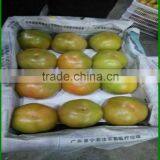 China Tomato Top Quality Competitive Price/fresh Tomato thumbnail-2