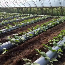 China Factory Wholesale Agriculture Growing Ground Cover Plastic Mulching Paper Sheet Agricultural Mulch Film thumbnail-3