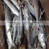 Frozen Whole Round IQF Frozen Spanish Mackerel Fish thumbnail-3