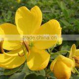 Cassia Bicapsulafis, Flower Seed,herb Seed,vegetalbe Seed,fruit Seed,grass Seed thumbnail-1
