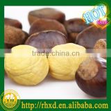 edible chestnut