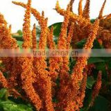 FRESH QUINOA thumbnail-3