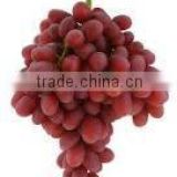fresh crimson Grapes crops 2014