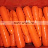 New Fresh Carrots