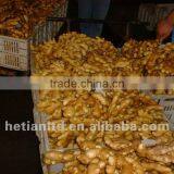 Wet Skin Fresh Ginger thumbnail-1