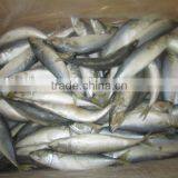 Frozen Mackerel From West of Pacific Ocean thumbnail-2