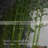 Artificial Bamboo Trees,high Imitation Wooden Decorative Bambootree thumbnail-6
