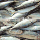 Horse Mackerel thumbnail-2
