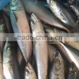 2016 New Caught Frozen Pacific Mackerel thumbnail-4