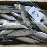 Sea Frozen Whole Round Pacific Mackerel Fish thumbnail-1