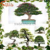 Wholesale Indoor Artificial Potted Decoration thumbnail-6