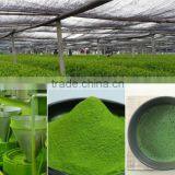 Matcha Green Tea Powder Weight Loss Metabolism Booster and Diet Smoothie Shake Mix and Fat Burning Supplement USDA Culinary thumbnail-3