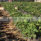 Ficus Carica thumbnail-4