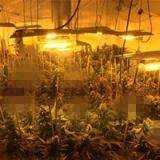 North American Market Light Deprivation Greenhouse for Medical Plants thumbnail-5
