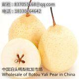 2019Botou Ya Pear Wholesalefengshui Pear Huangguan Pear thumbnail-2
