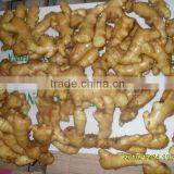 Market Price for Big Ginger thumbnail-1