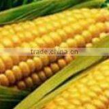 2014 GOOD PRICE CORN GLUTEN MEAL 60% PROTEIN