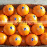 Grade A Fresh Navel Orange, Fresh Fruit thumbnail-3