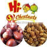 Organic Fresh Castanea Mollissima thumbnail-4