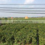 Vietnam Dried Red Hot Chilli thumbnail-2