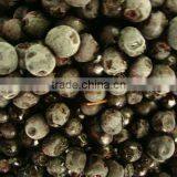 Georgia Organic IQF Frozen Bilberry