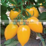 Yellow Cherry Tomato Seeds Huangtaizi