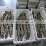 Frozen Spaghetti With Shrimp thumbnail-1