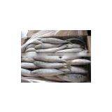 New Frozen Mackerel Fish 100-150g Landtime Oct thumbnail-1