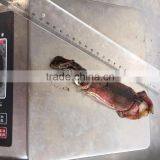 Balck Squid thumbnail-3